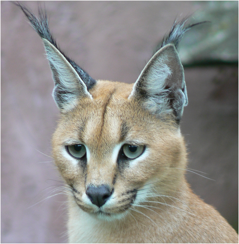 4 Life 1 Caracal.PNG