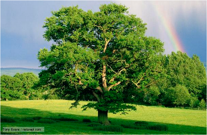 10-3 1 English Oak bbc.co.uk.PNG