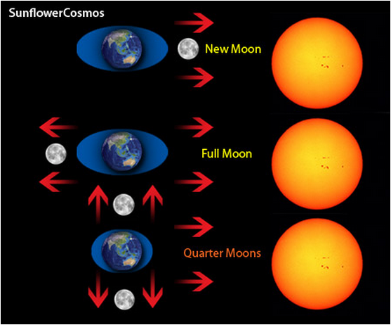 7 Life 기조력 16 달위상 sunflowercosmos.org.PNG