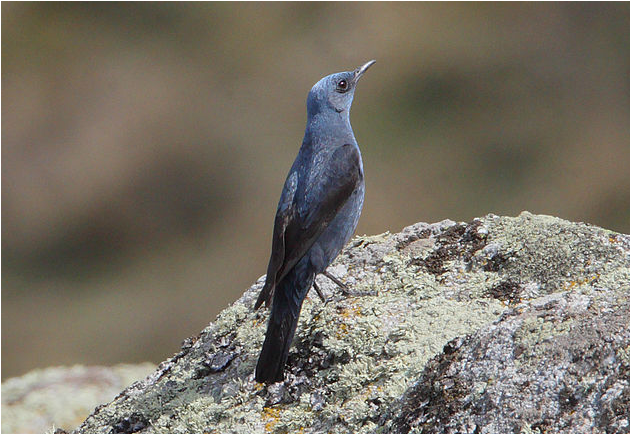 7 Coffee 10 Blue rock thrush 수컷.PNG