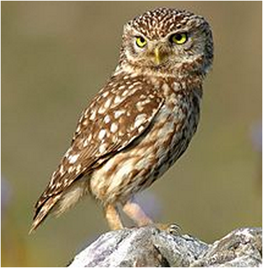 7 Coffee 15 Little owl.PNG