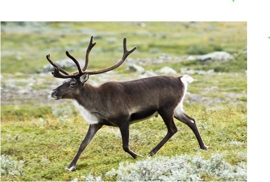 8-5 4 Reindeer.PNG